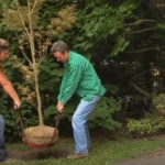 PotlifterRootBall