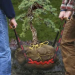 RootBall